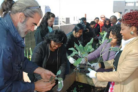 jda.org.za-Rooftop garden plants seeds of success